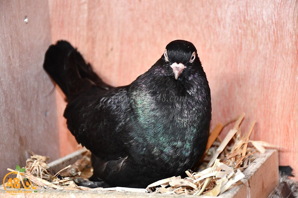 zohdi 3ashoor (83).jpeg